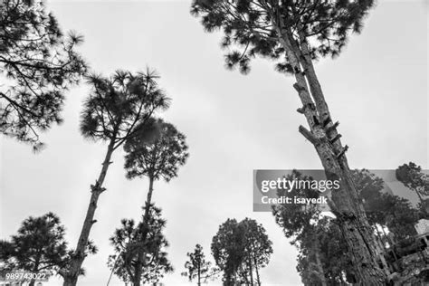 the hyperion photos|33 Hyperion Tree Stock Photos & High.
